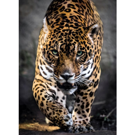 CLEMENTONI Puzzle Chůze jaguára 1000 dílků 116232