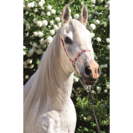TREFL Puzzle Svět koní: Portrét bělouše 54 dílků 143150