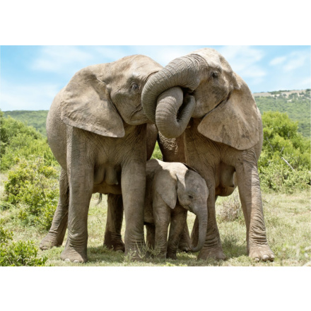 DINO Puzzle Sloní rodina 1000 dílků 146551