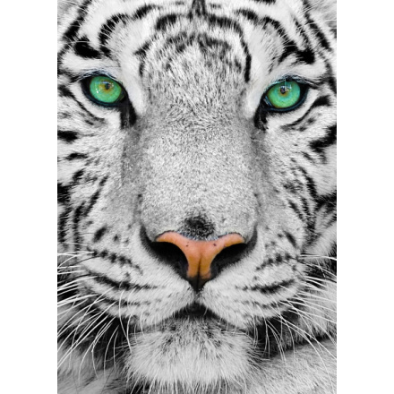ENJOY Puzzle Bílý sibiřský tygr 1000 dílků 148572