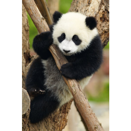 DINO Puzzle Zvířátka - Panda 54 dílků 150910