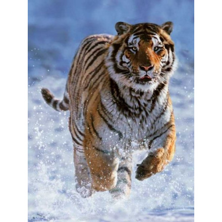 RAVENSBURGER Puzzle Tygr ve sněhu 500 dílků 3002