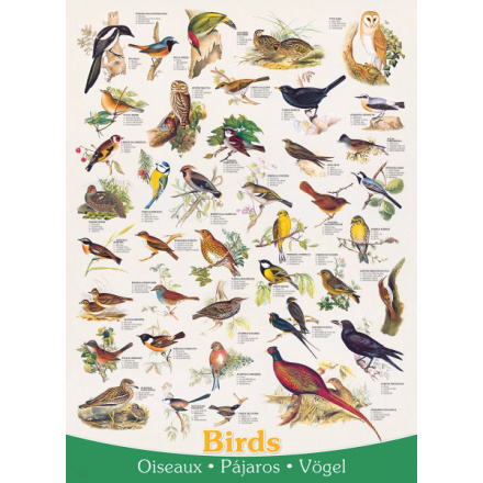 EUROGRAPHICS Puzzle Ptáci 1000 dílků 4838