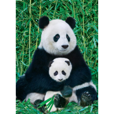 EUROGRAPHICS Puzzle Panda a mládě 1000 dílků 5565