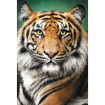 TREFL Puzzle Tygří portrét 1500 dílků 156000