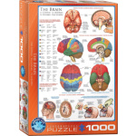 EUROGRAPHICS Puzzle Mozek 1000 dílků 5547